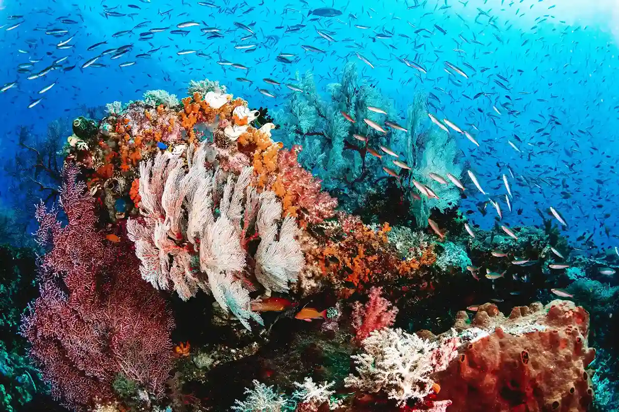 Private Liveaboard Diving & Snorkeling Expeditions from Bali 2027: Planning Your Ultimate Underwater Adventure